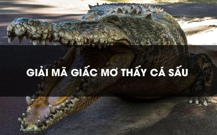 Mơ thấy cá sấu đánh con gì